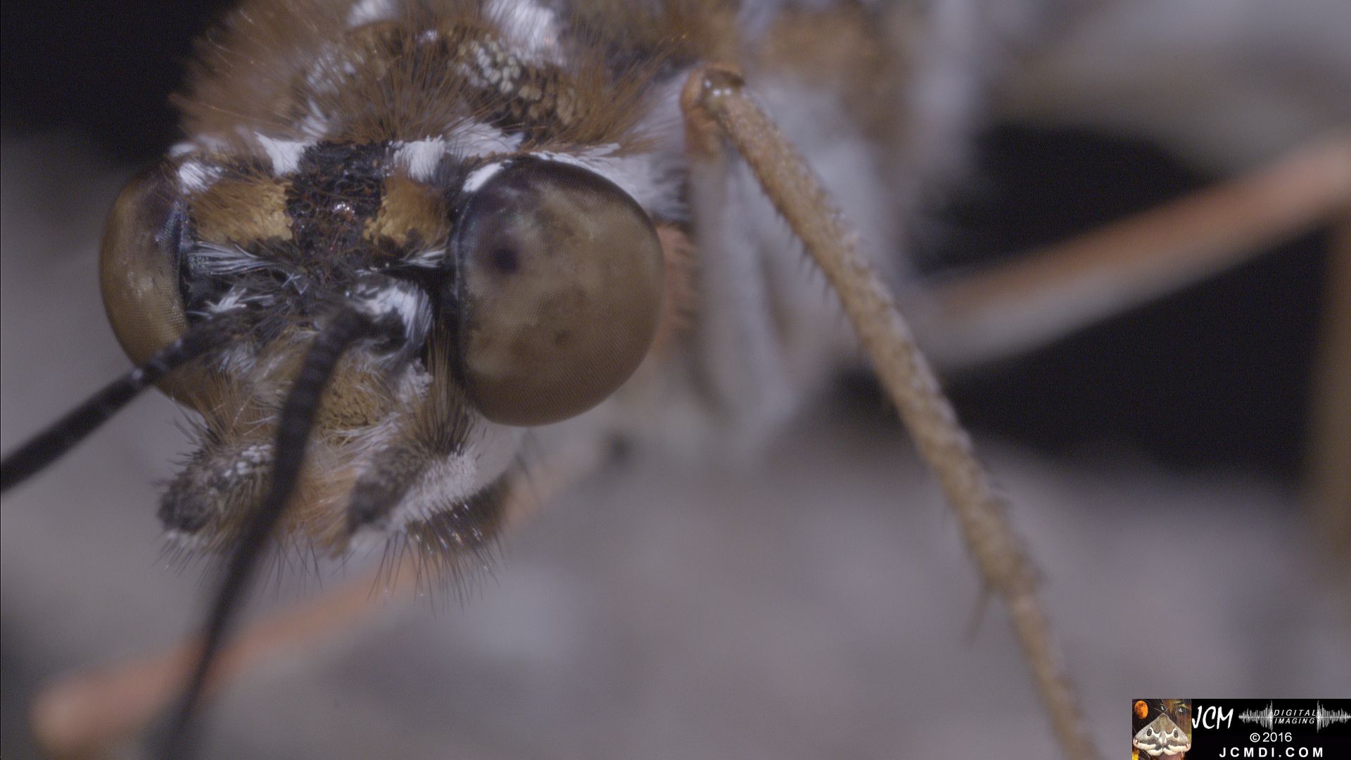 V20949 05 Gulf Fritillary Butterfly Monster FlyFace extreme macro Shots.jpg
